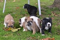 CHIOT