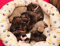 CHIOT