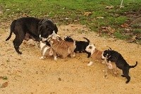 CHIOT