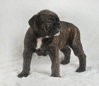 CHIOT