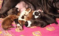 CHIOT