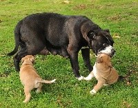 CHIOT