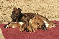 CHIOT
