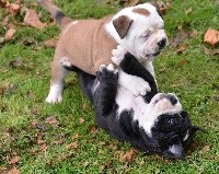 CHIOT