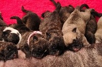 CHIOT