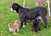 CHIOT