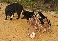 CHIOT