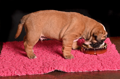 CHIOT