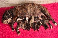 CHIOT