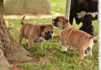 CHIOT