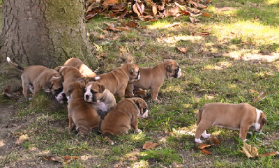CHIOT 4
