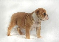 CHIOT