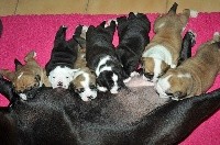 CHIOT