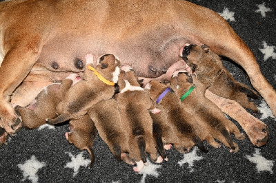 CHIOT 4