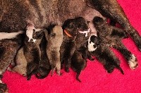CHIOT