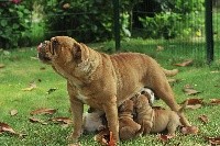 CHIOT