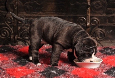 CHIOT
