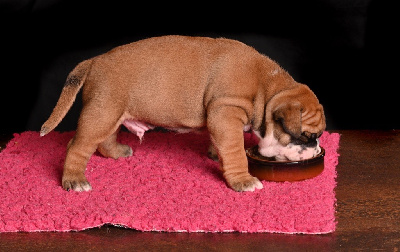 CHIOT