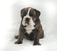 CHIOT