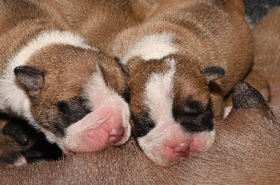 CHIOT 7