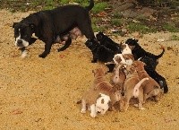 CHIOT