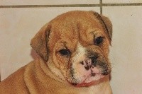 CHIOT