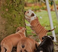 CHIOT