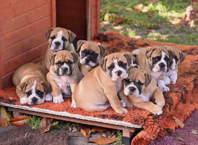 CHIOT 5
