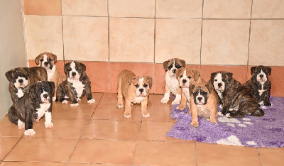 CHIOT