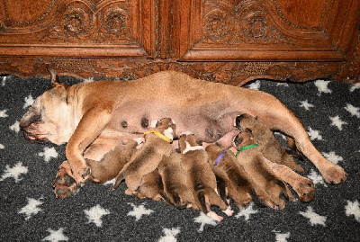 CHIOT 1