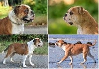 CHIOT