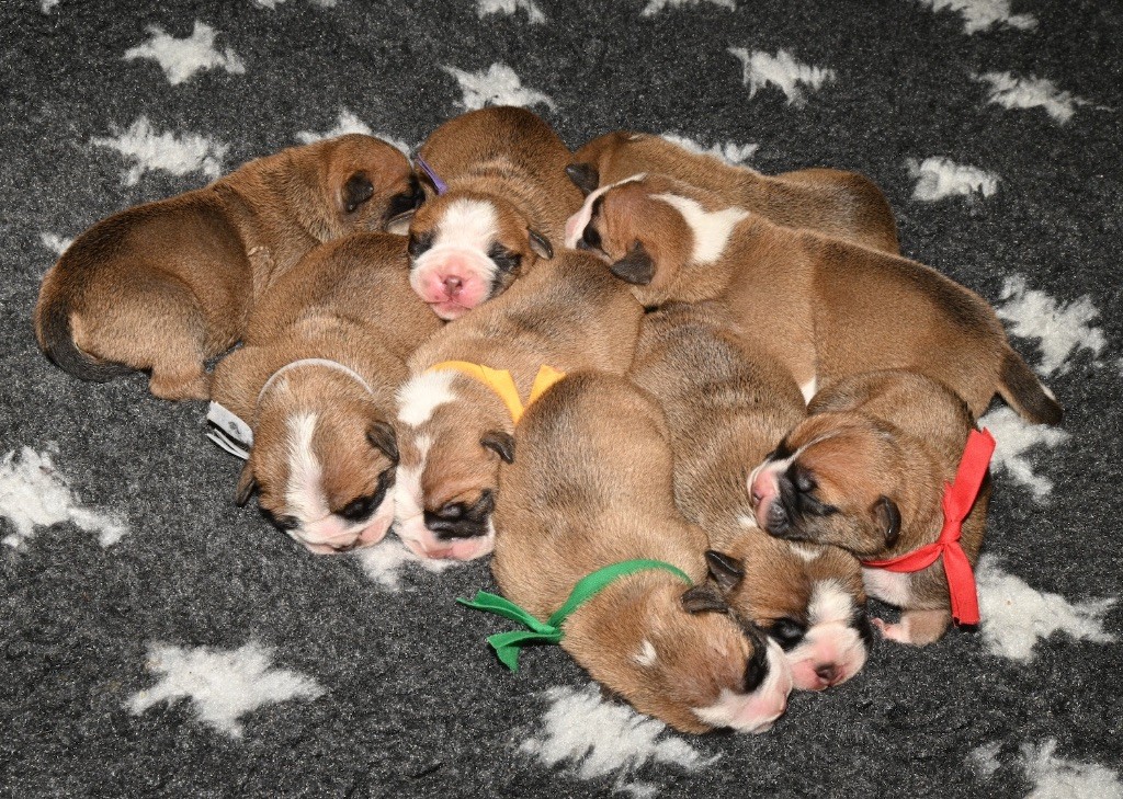 De la landerie - Chiots disponibles - Bulldog continental