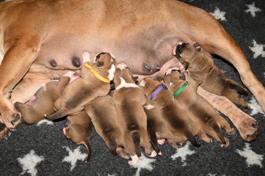De la landerie - Chiots disponibles - Bulldog continental
