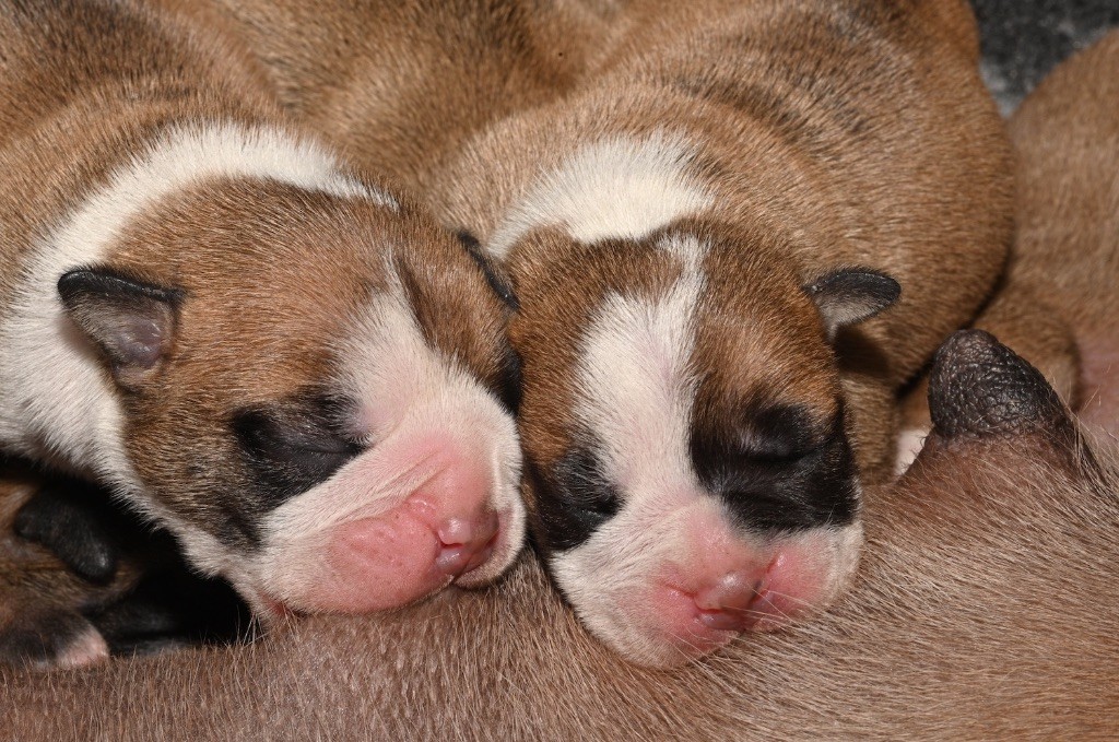 De la landerie - Chiots disponibles - Bulldog continental
