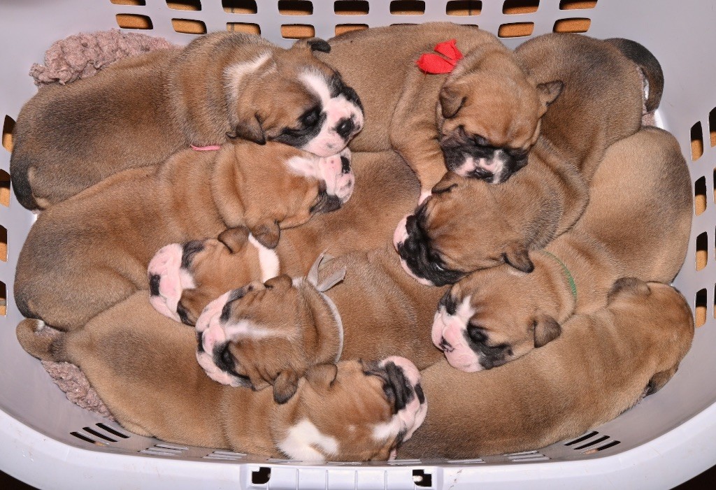 De la landerie - Chiots disponibles - Bulldog continental