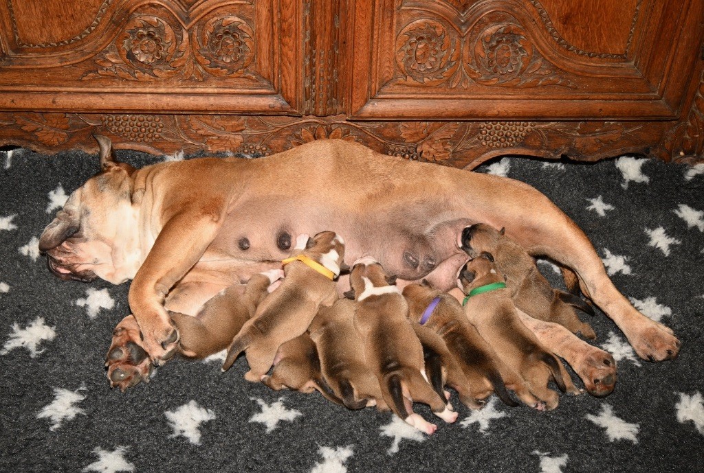 De la landerie - Chiots disponibles - Bulldog continental
