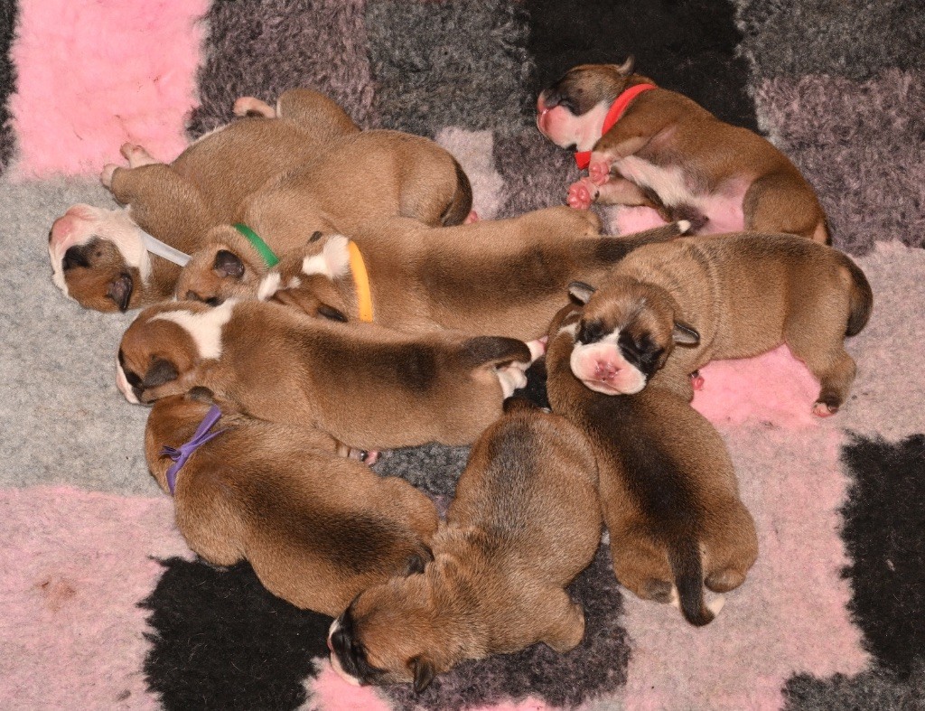 De la landerie - Chiots disponibles - Bulldog continental