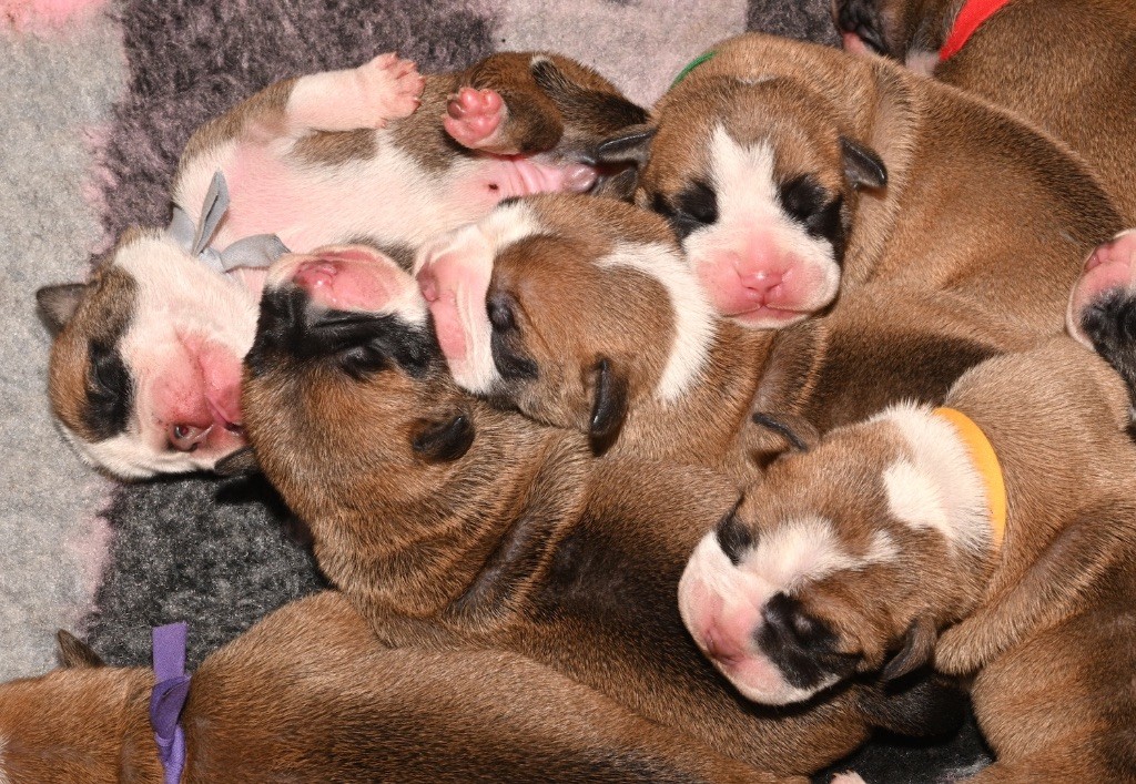 De la landerie - Chiots disponibles - Bulldog continental
